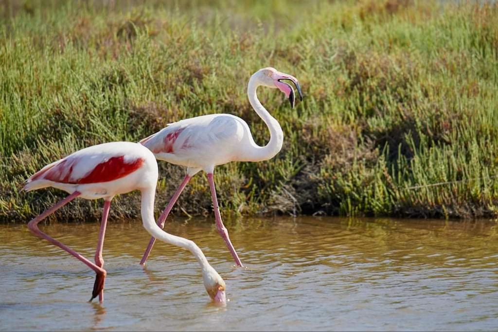 Exclusivo Chalet A Pie De Costa Alcanar Dış mekan fotoğraf